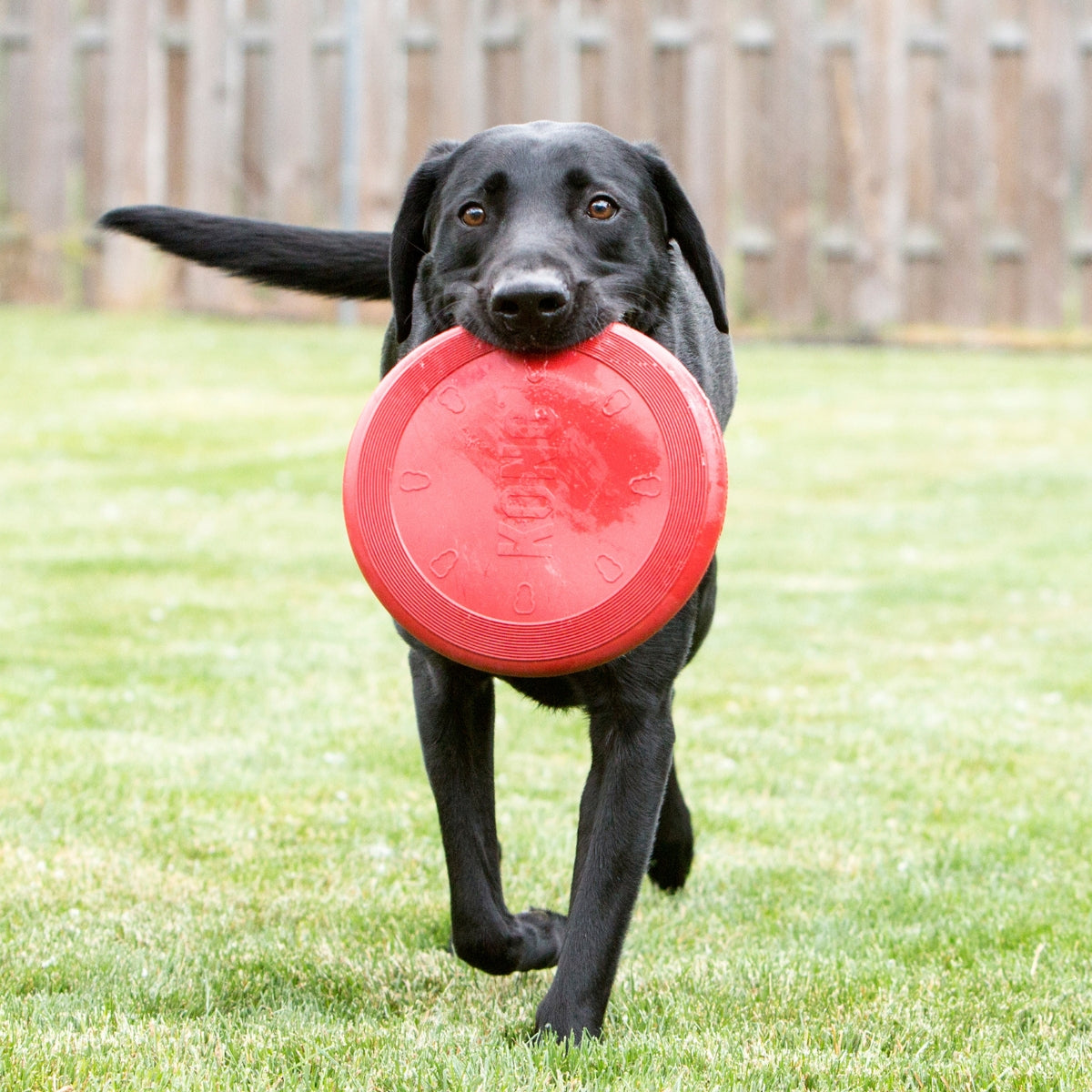 Frisbee Flyer