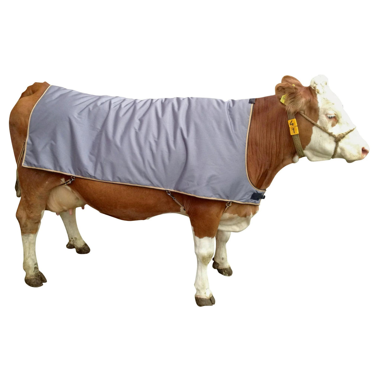 Cow Blanket