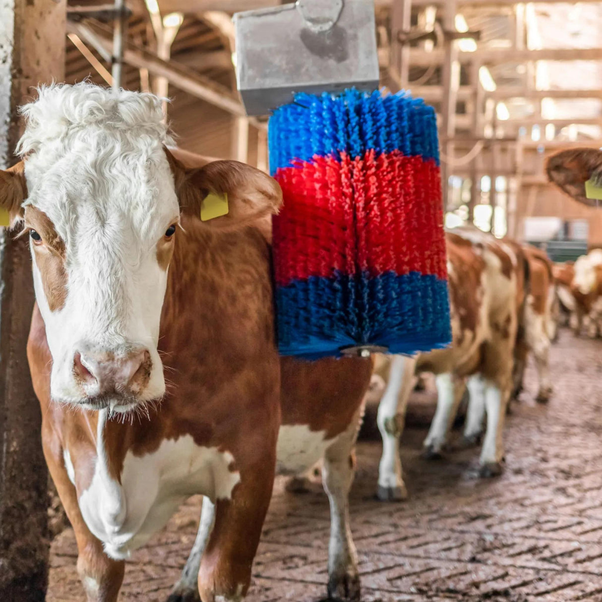 Automaattinen Karjaharja HappyCow MidiSwing