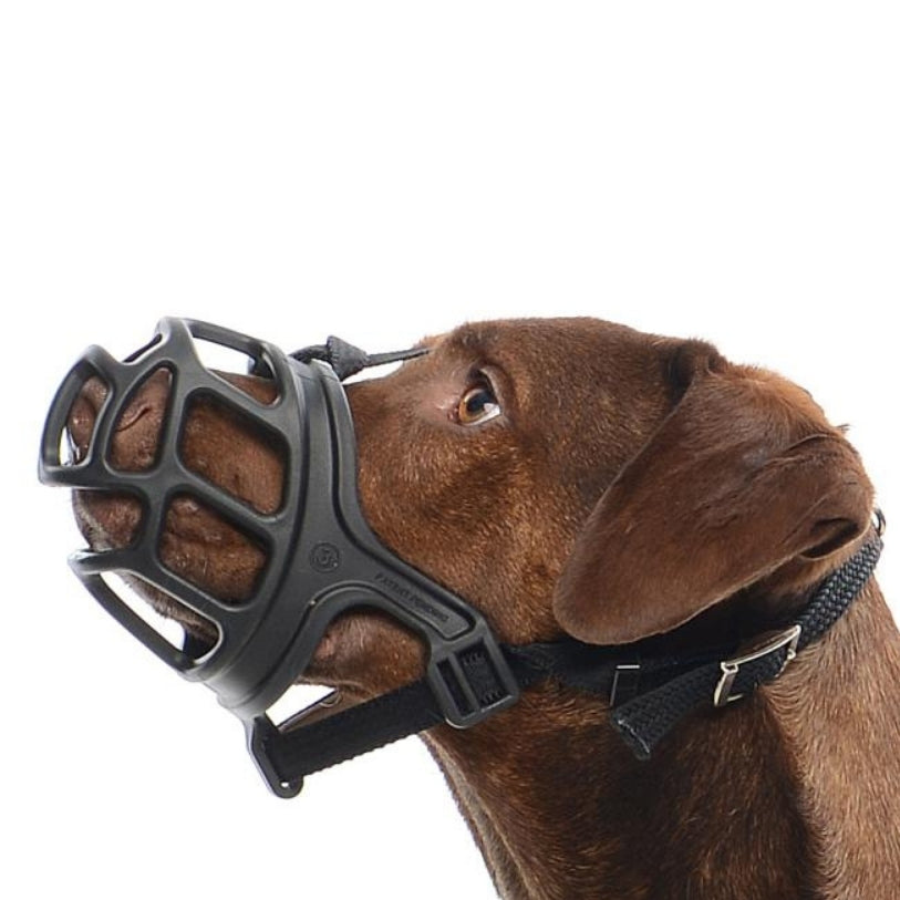 Dog Muzzle Koiran Kuonokoppa