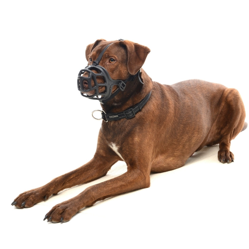 Dog Muzzle Koiran Kuonokoppa
