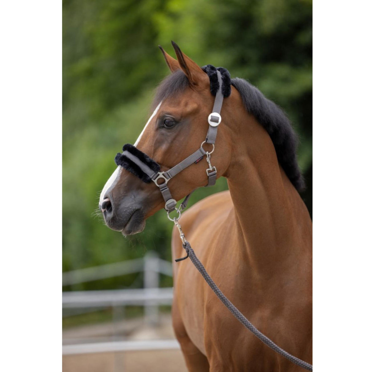 Halter ClassicSoft