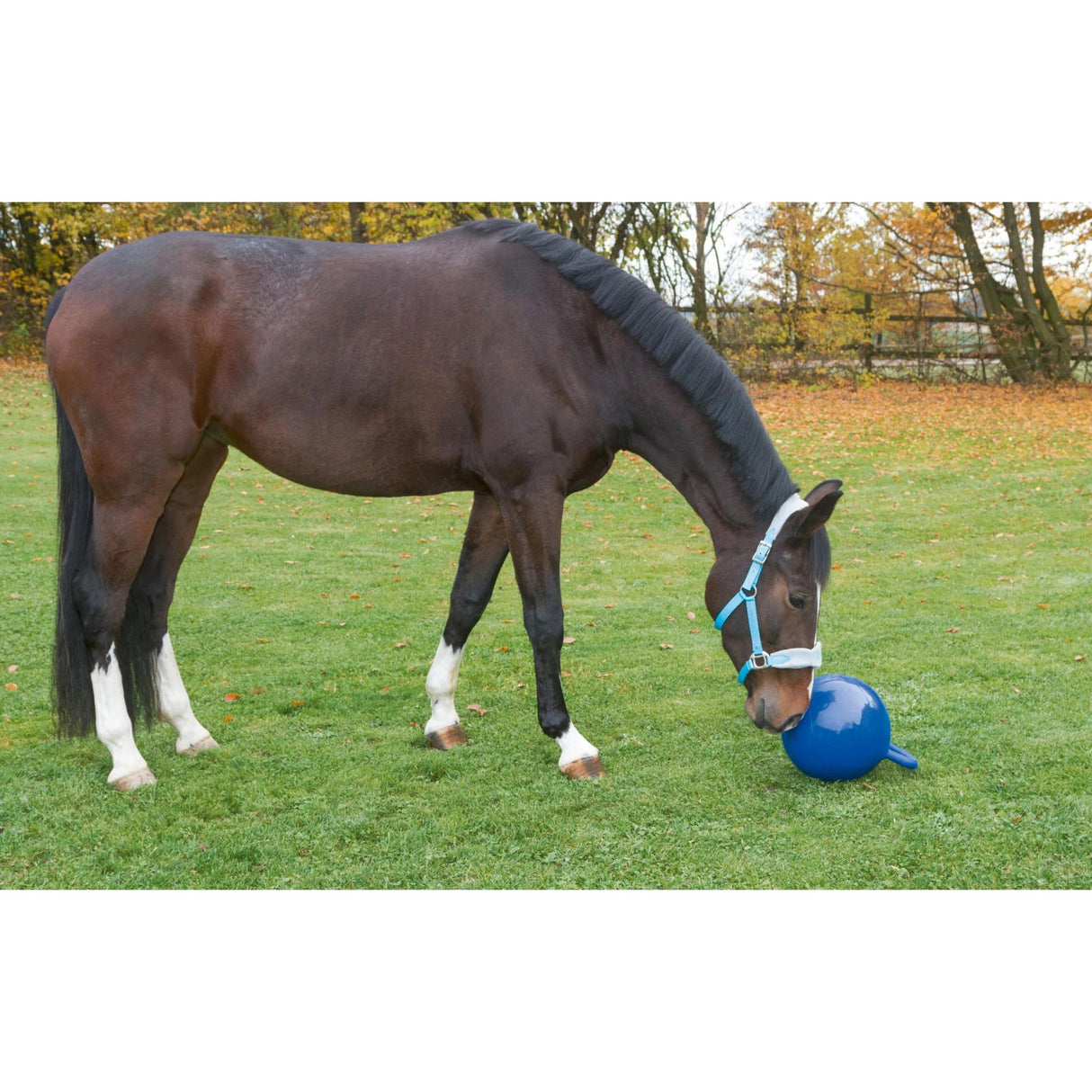 Lelupallo HorseBall