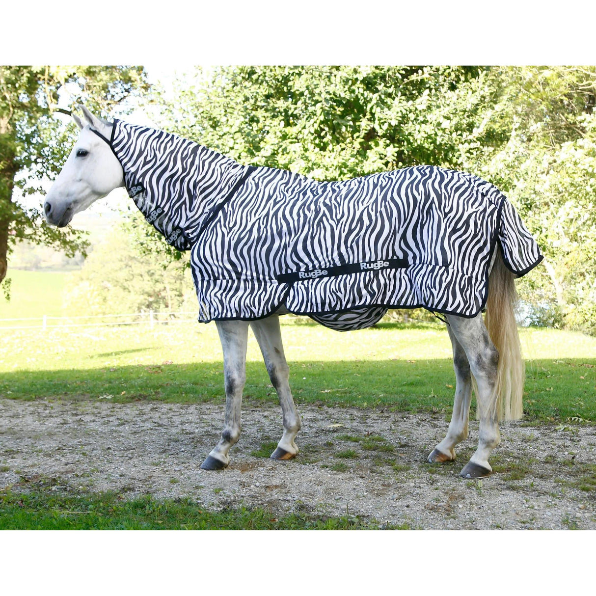 Hyönteisloimi Zebra