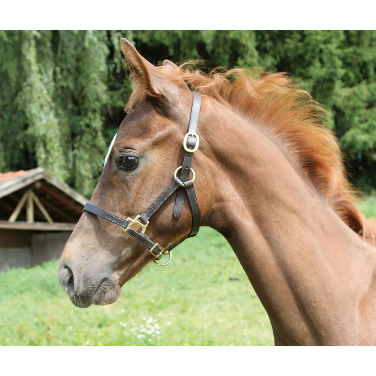 Foal Halter Leather Eco