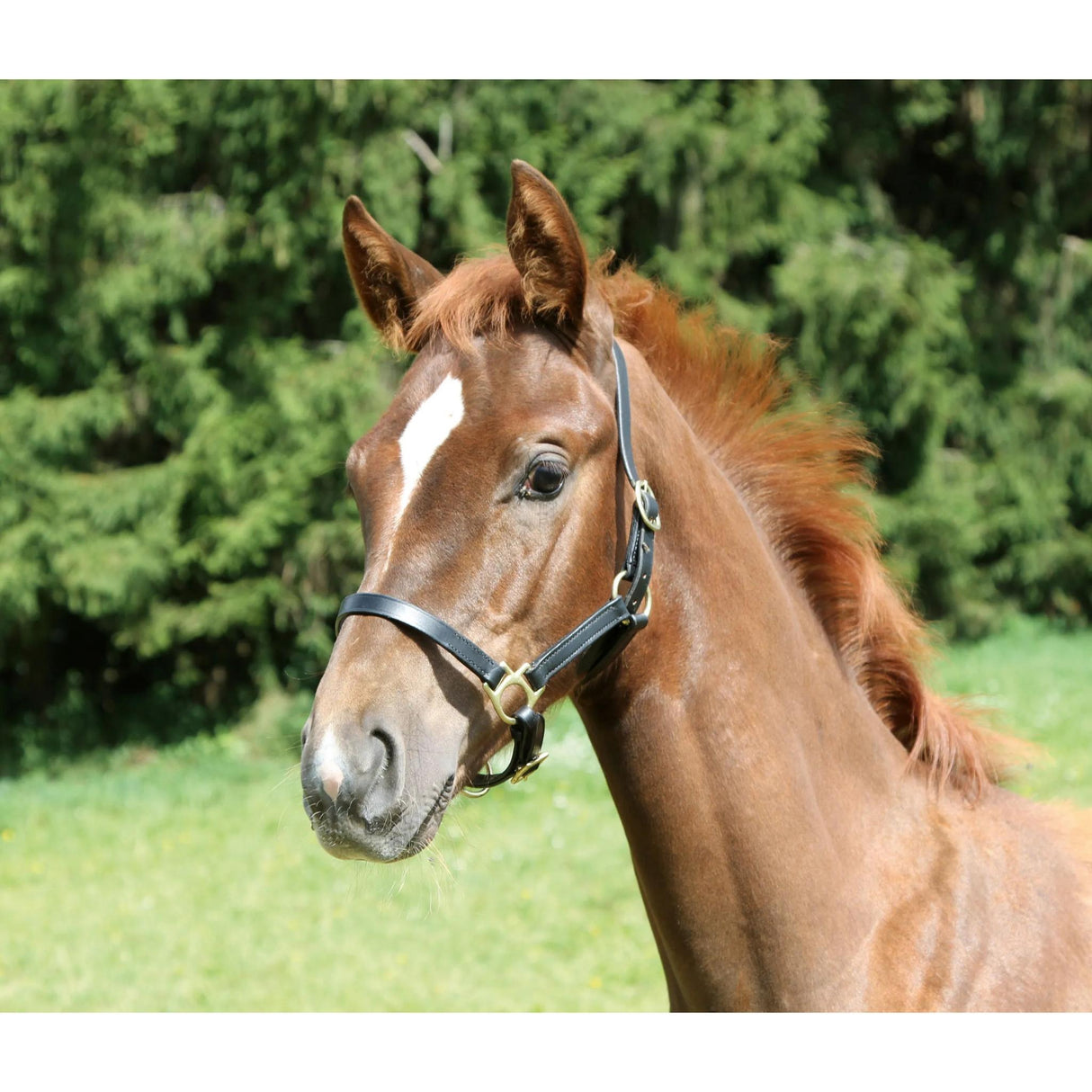 Foal Halter Leather Eco
