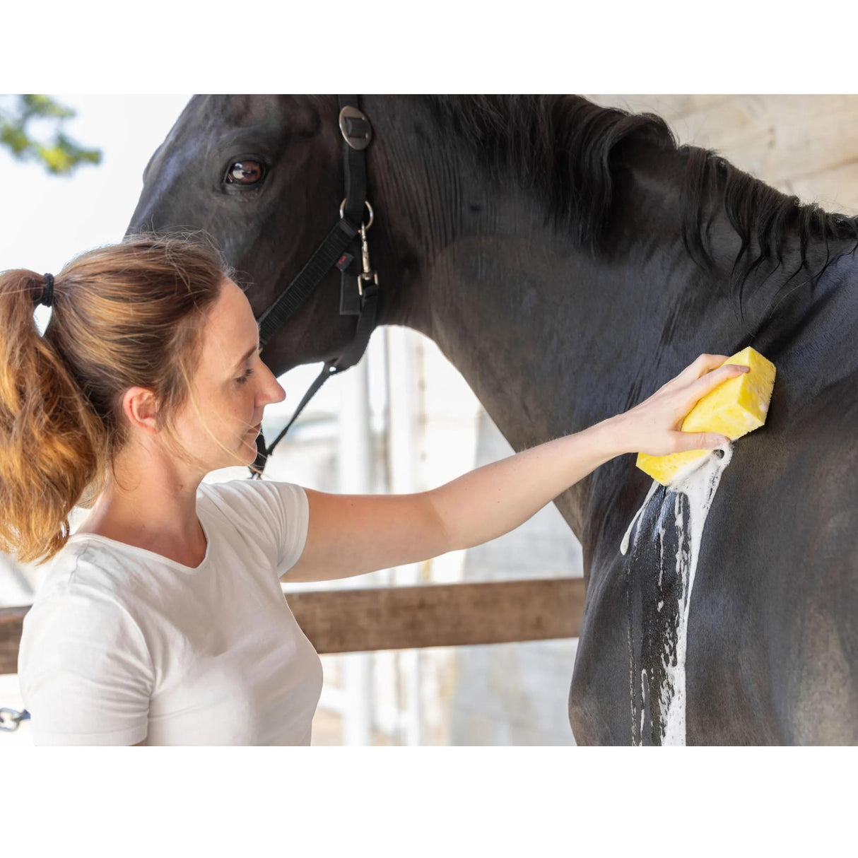 Pesusieni Grooming Sponge