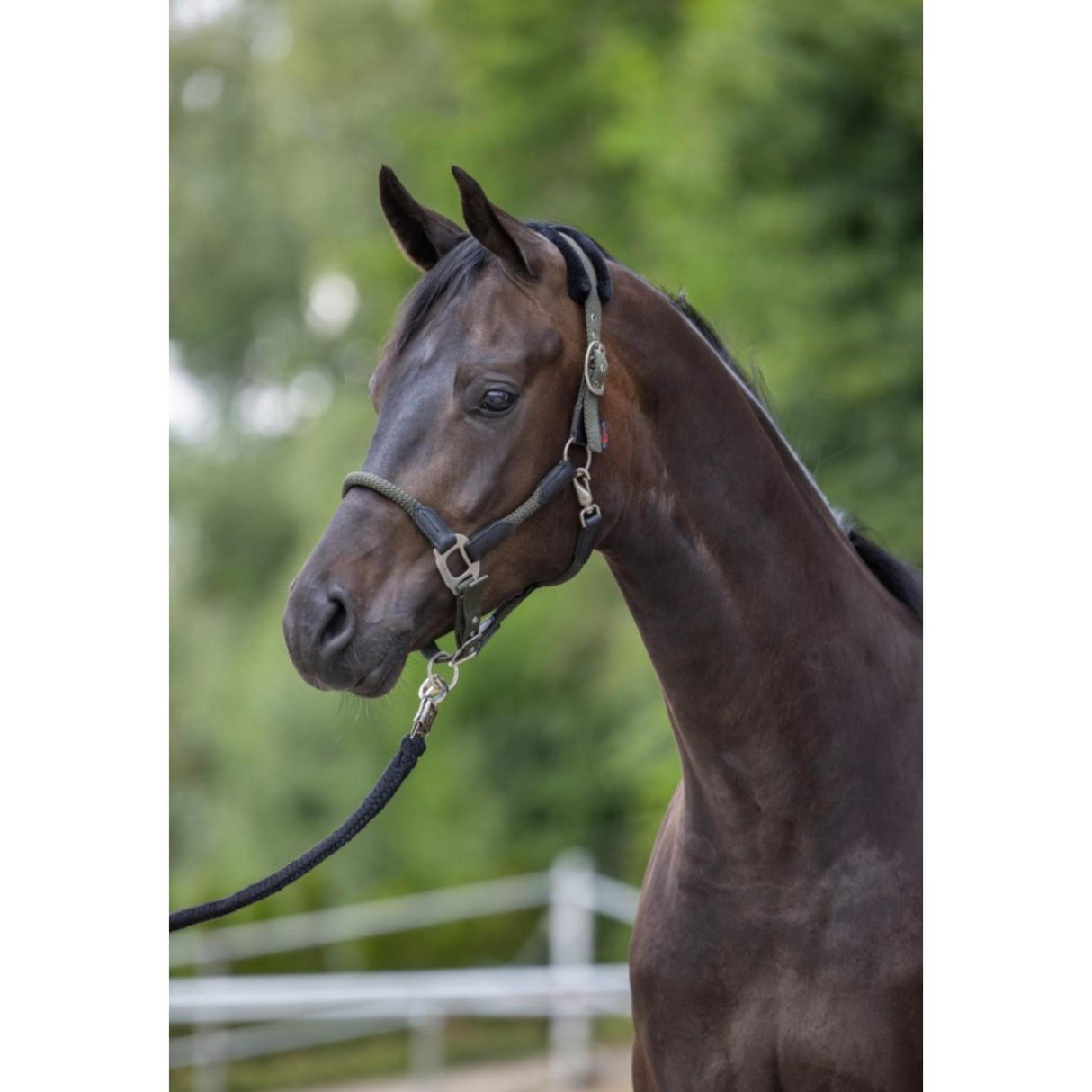 Halter Cordano