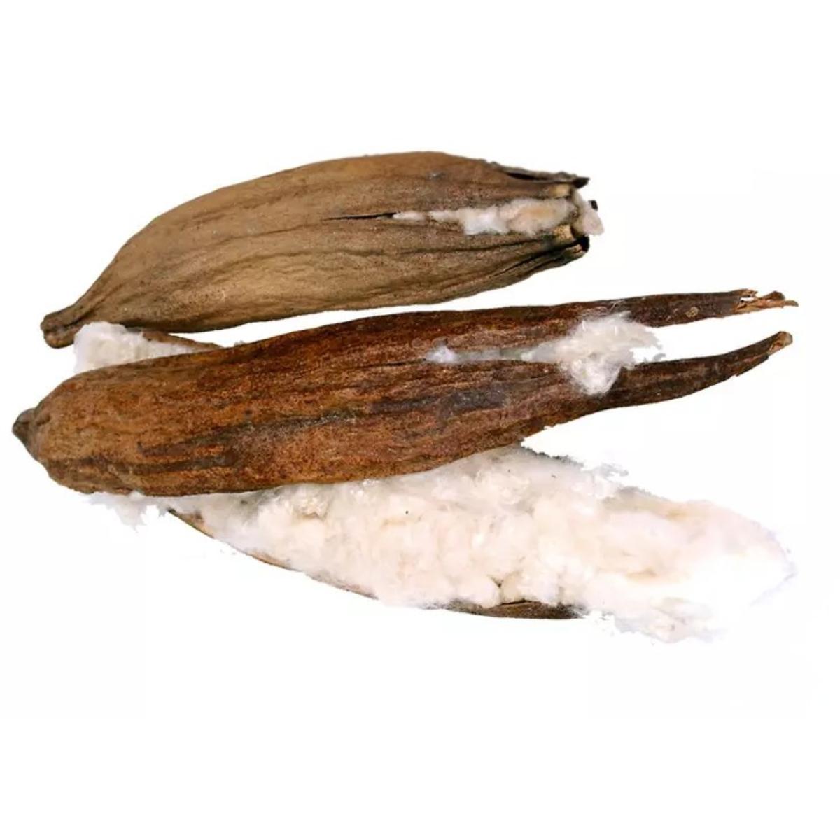 Kapokkipalko
