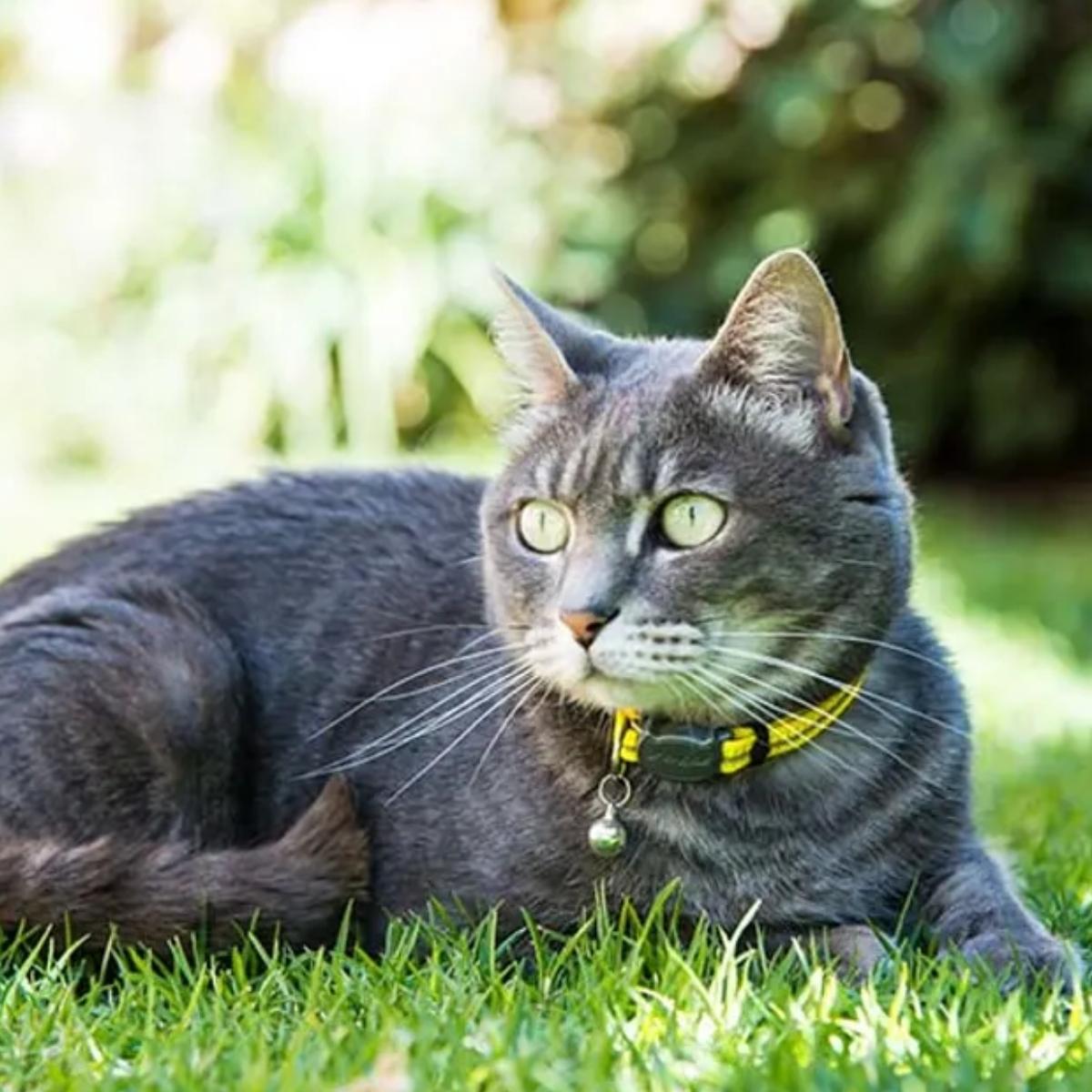 Kissanpanta Alleycat