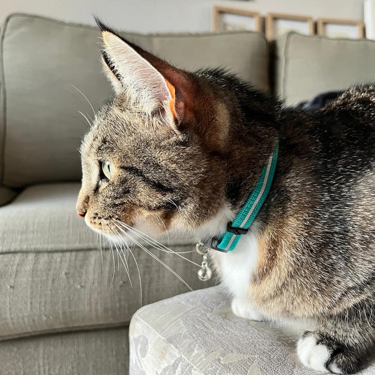 Kissanpanta Alleycat