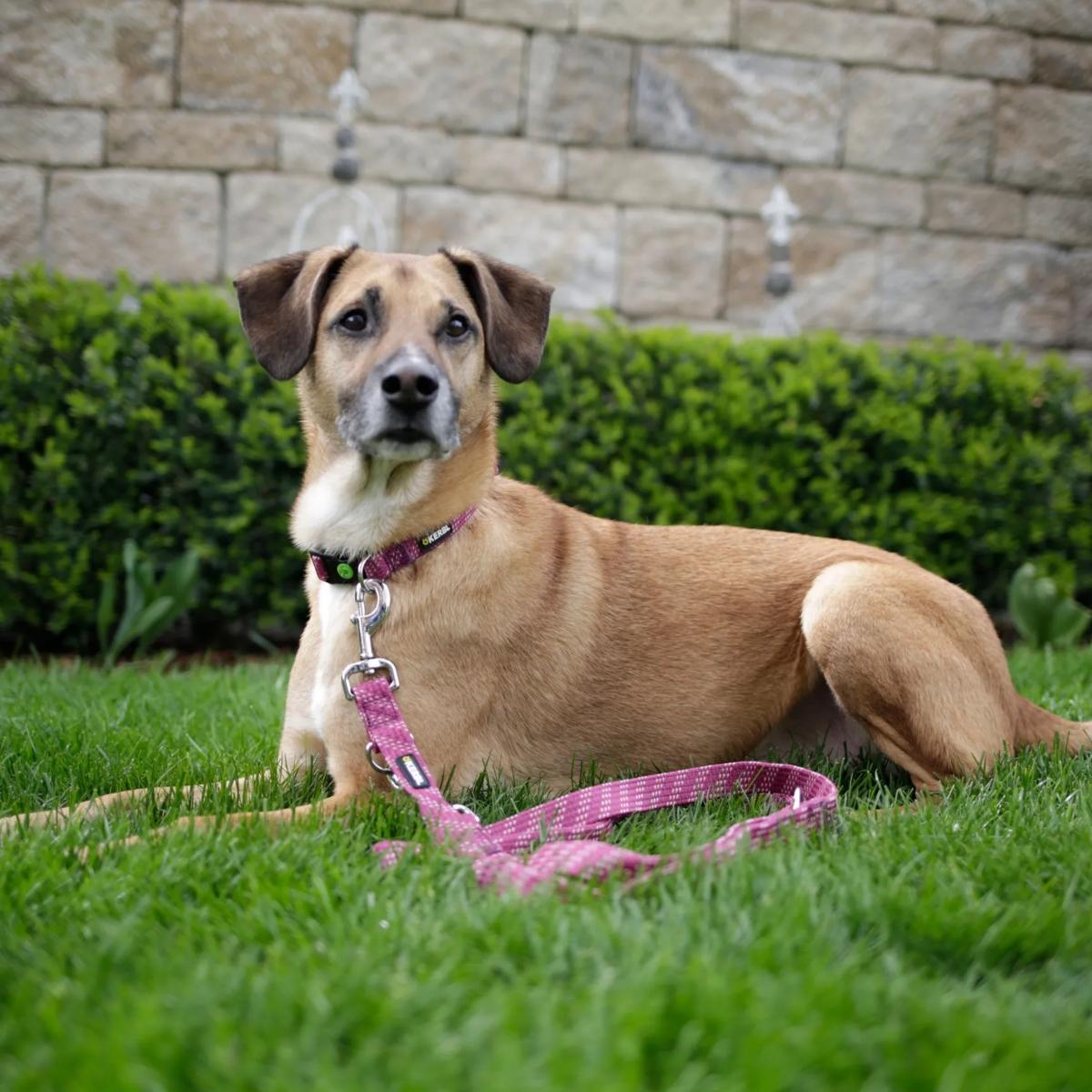 Training Leash Colorado