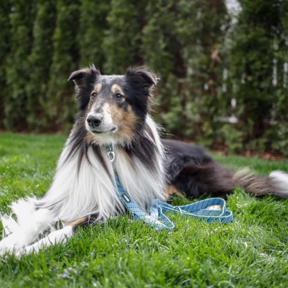 Training Leash Colorado