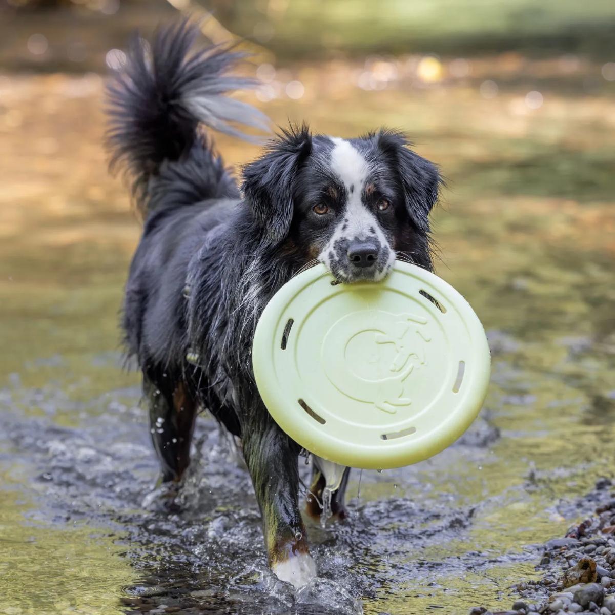 Kelluva Frisbee