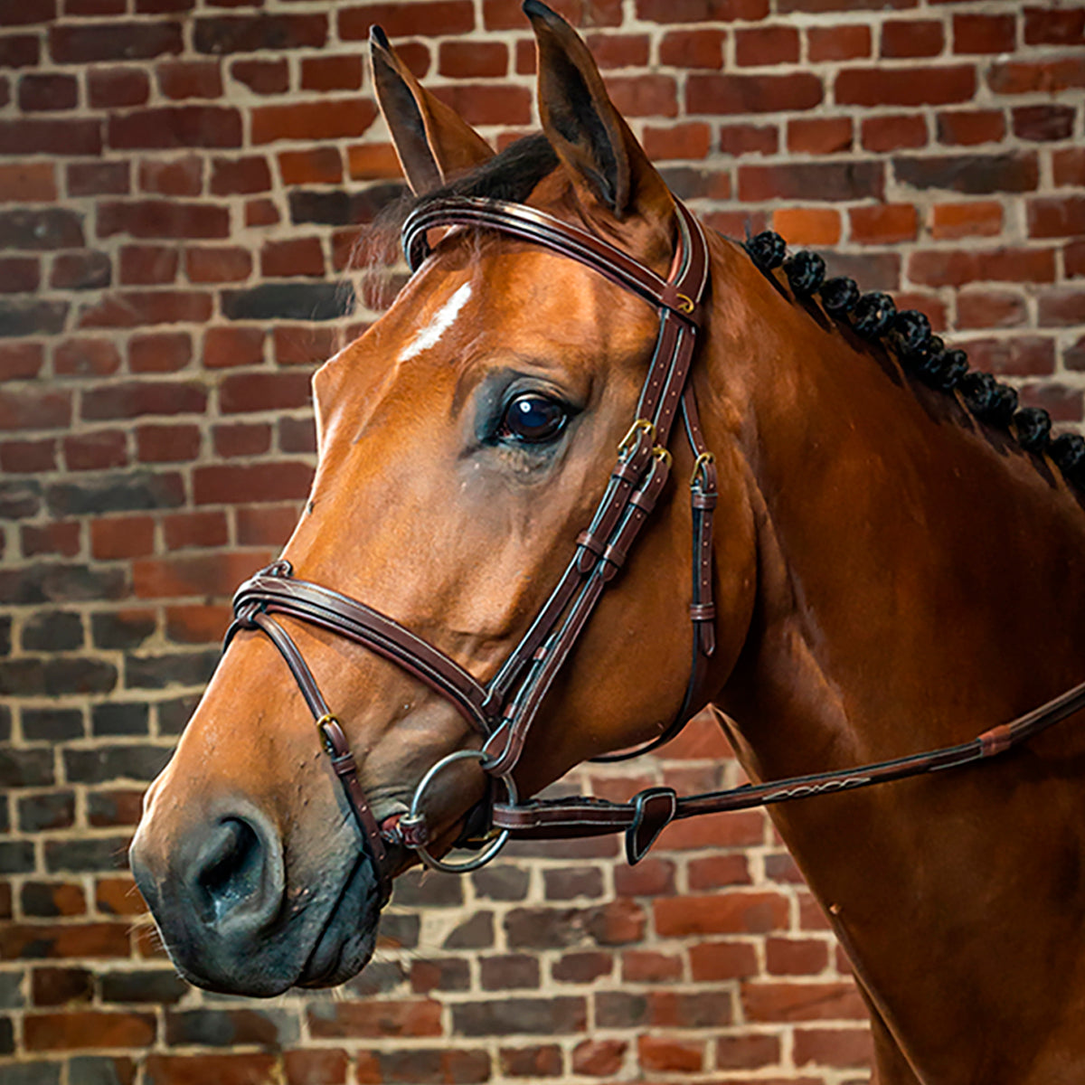 Suitset Flash Noseband NE/D Collections