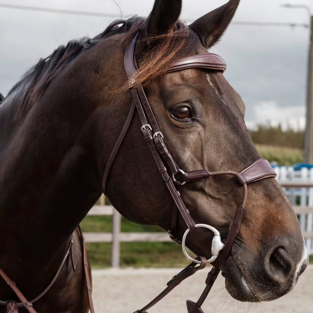 Suitset Hybrid Elastic Noseband NE/D Collections