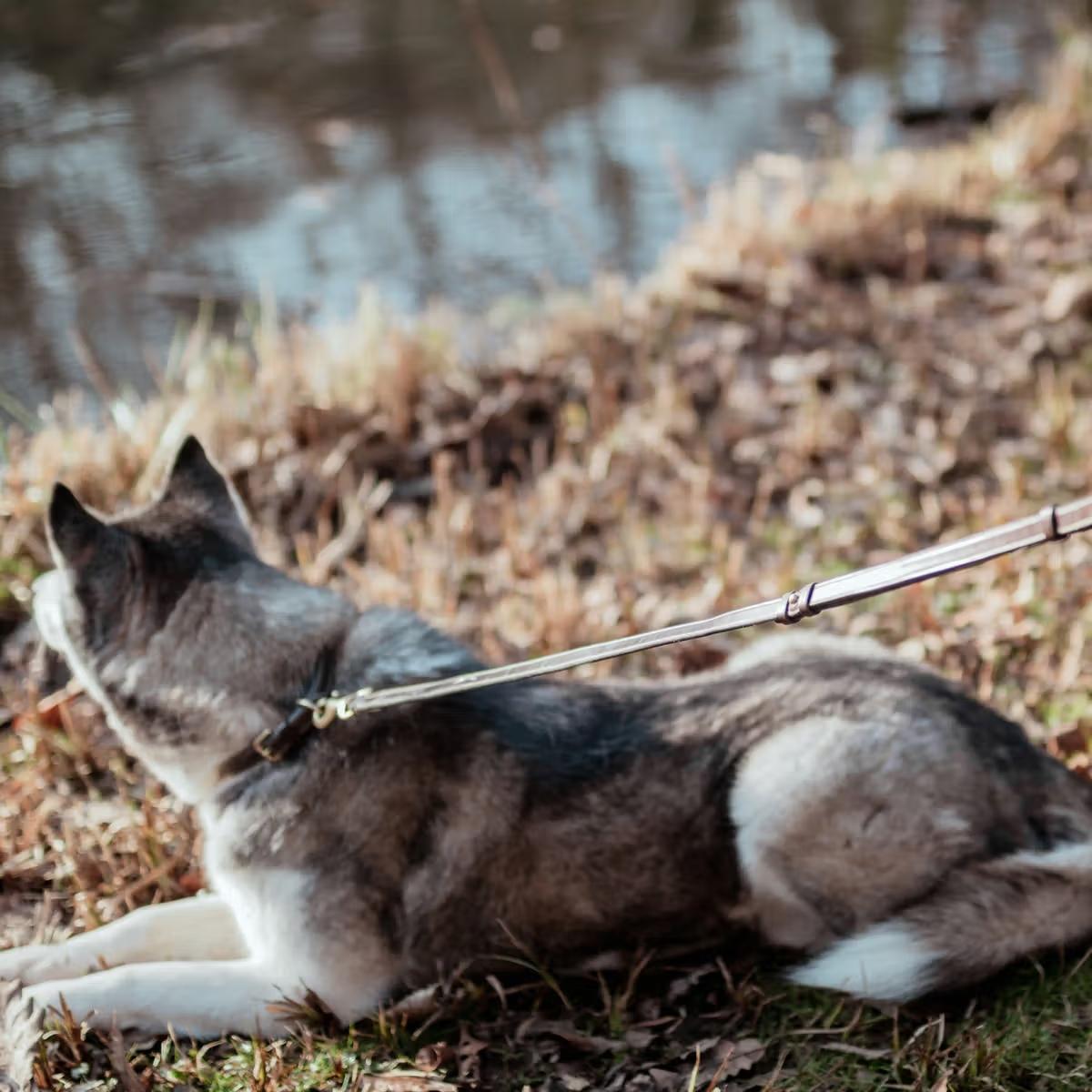 Nahkatalutin Adjustable Leather Leash