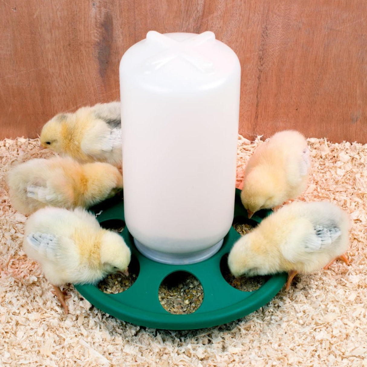 Ruokinta-automaatti Chick 1 kg