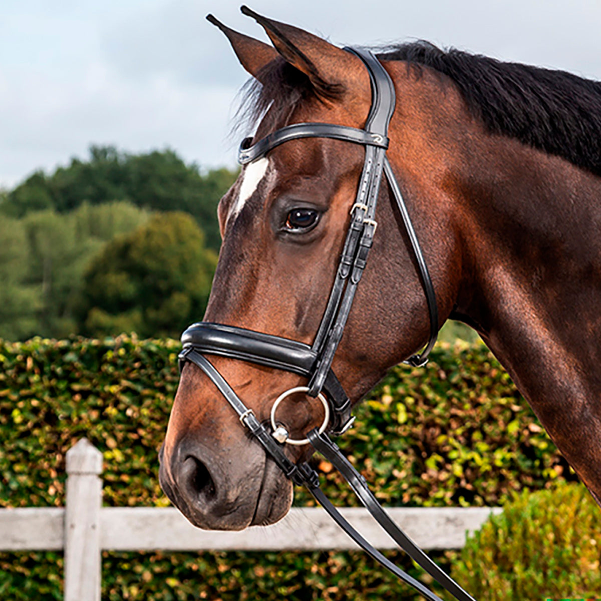 Koulusuitset Medium Crank Matte Noseband Dressage Collections