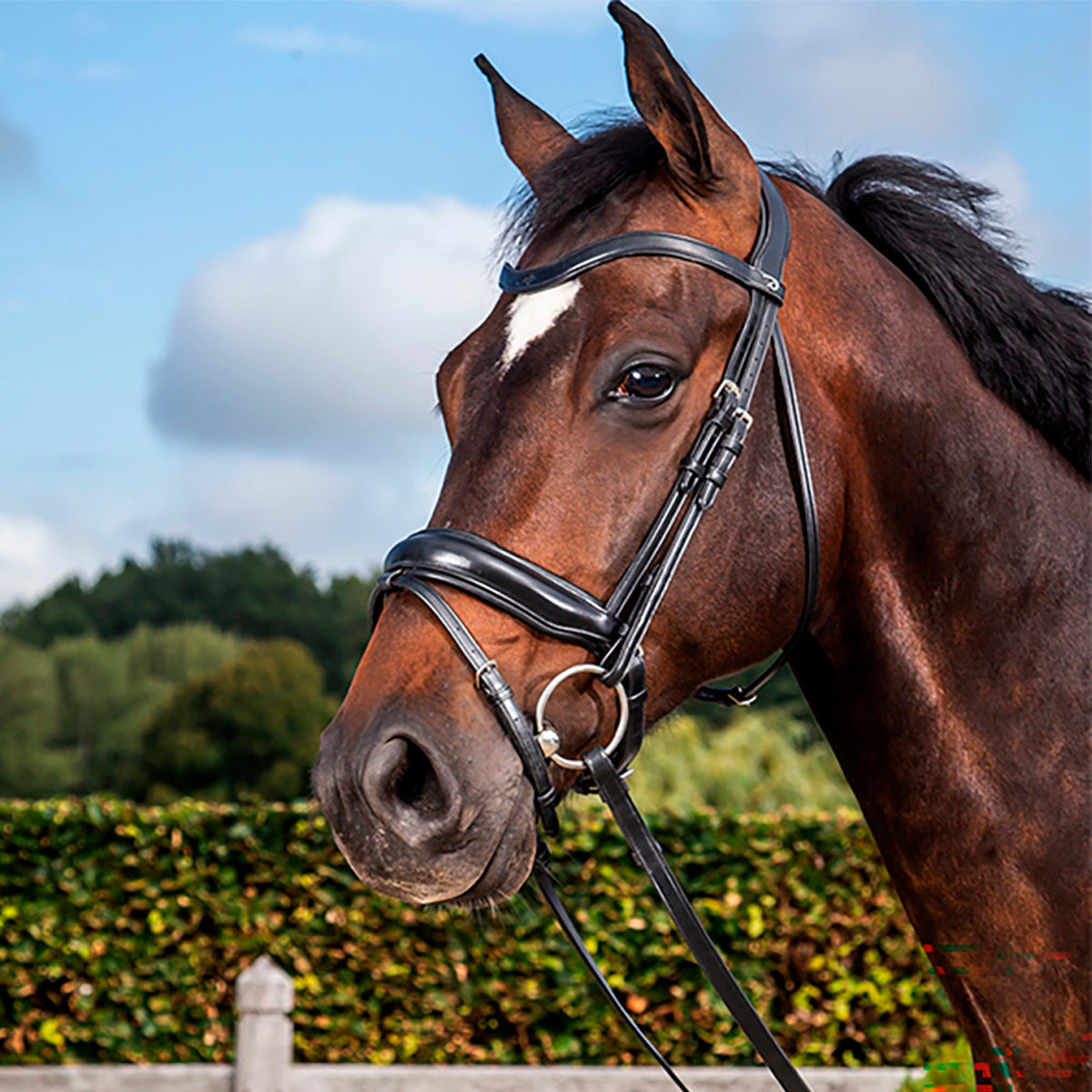 Koulusuitset Medium Crank Matte Noseband Dressage Collections