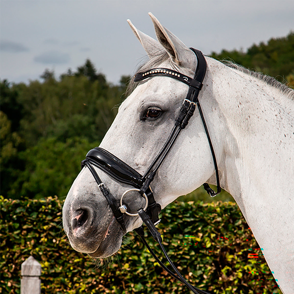 Koulusuitset Large Crank Patent Noseband Dressage Round Collections