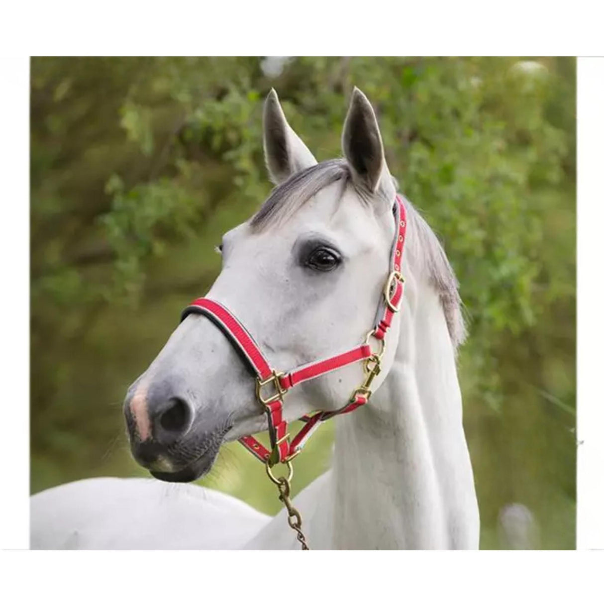 Riimu Exclusive Red Pony