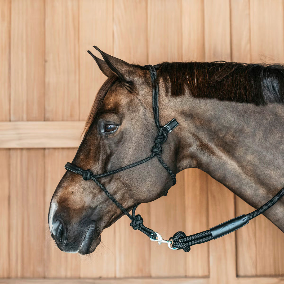 Halter Training Working Collection