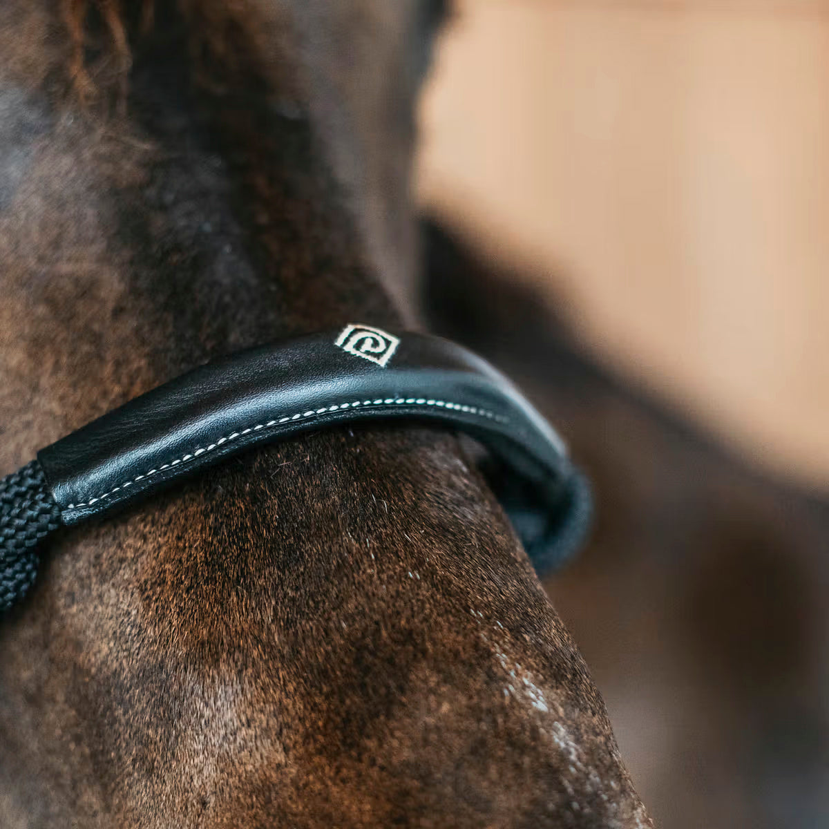 Halter Training Working Collection