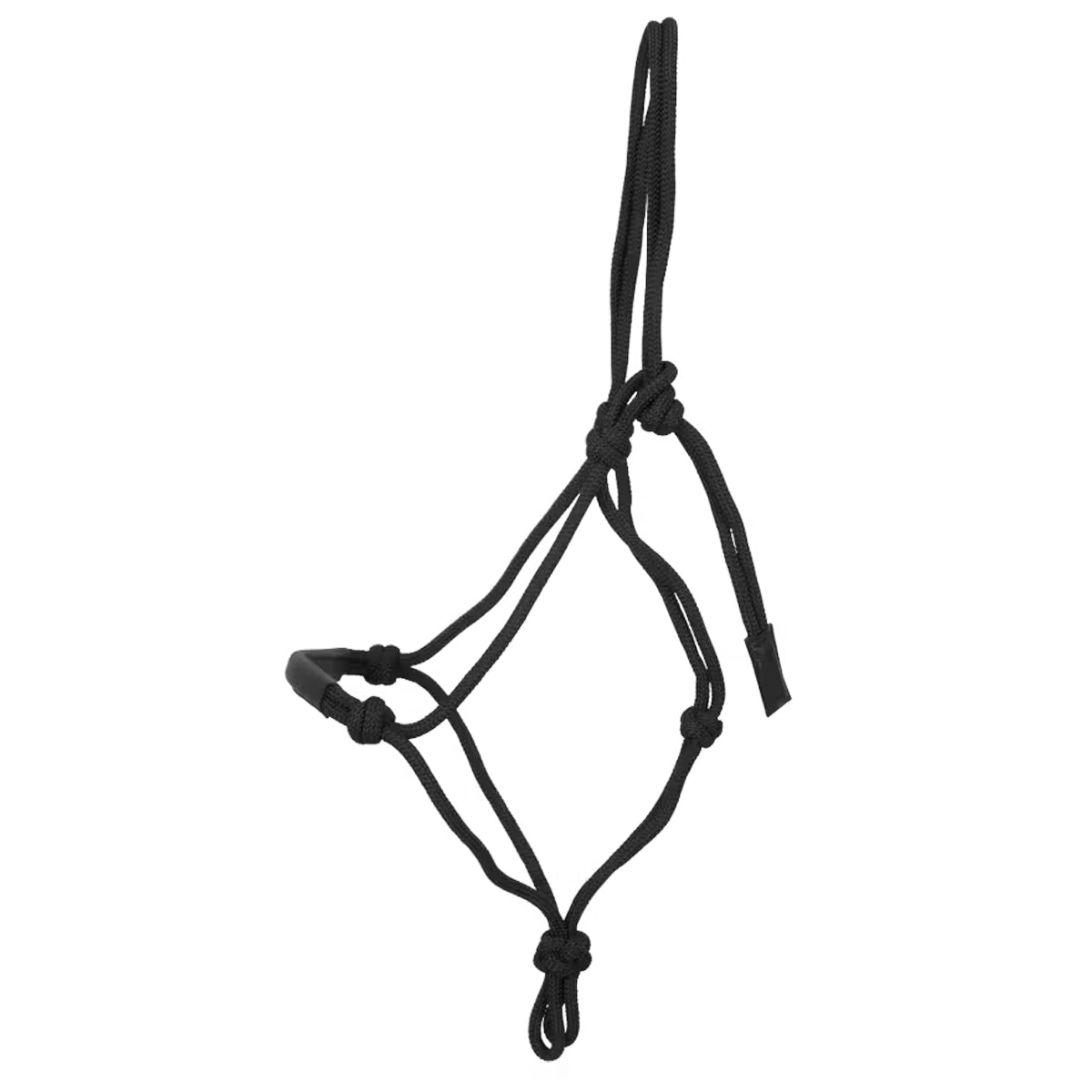 Halter Training Working Collection
