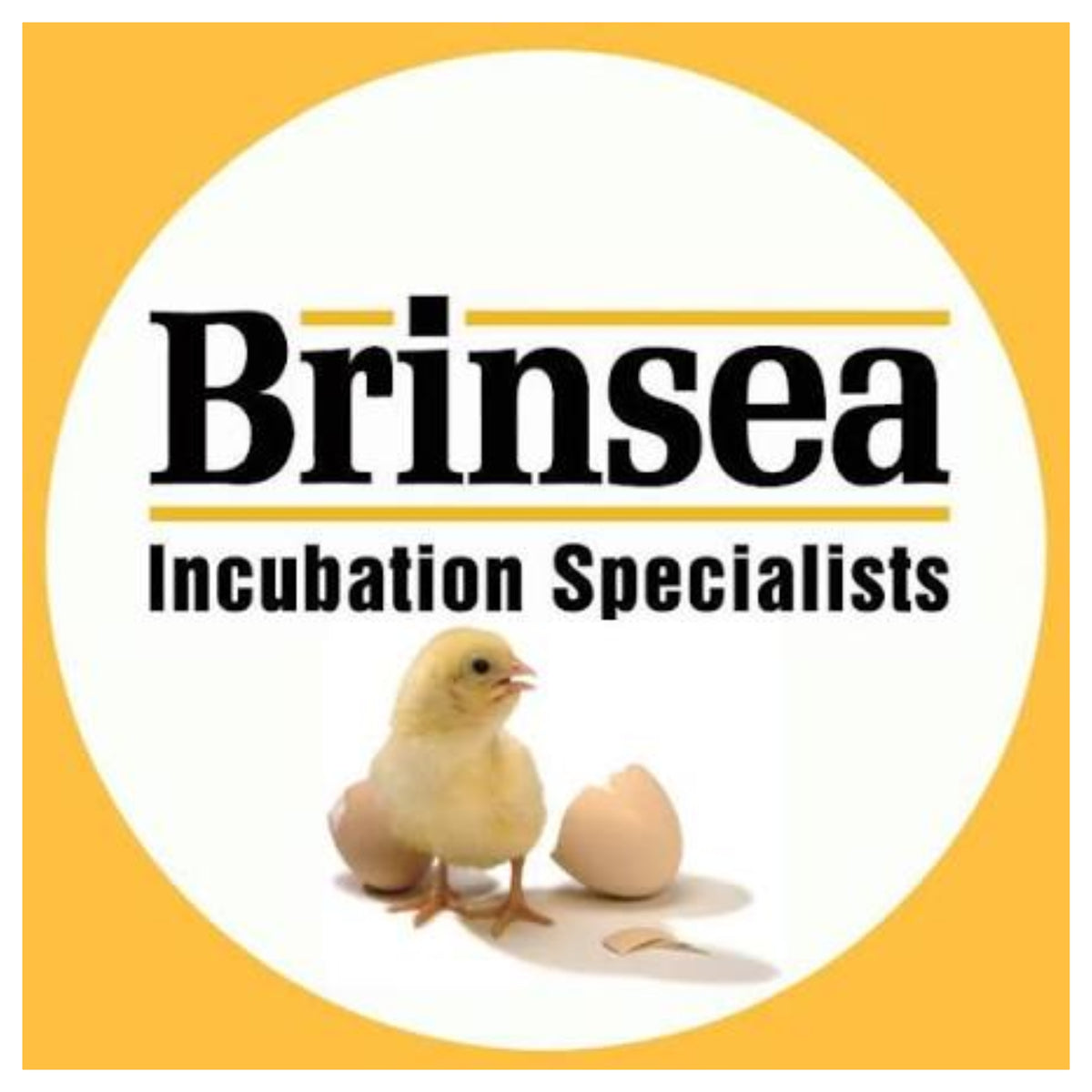 brinsea