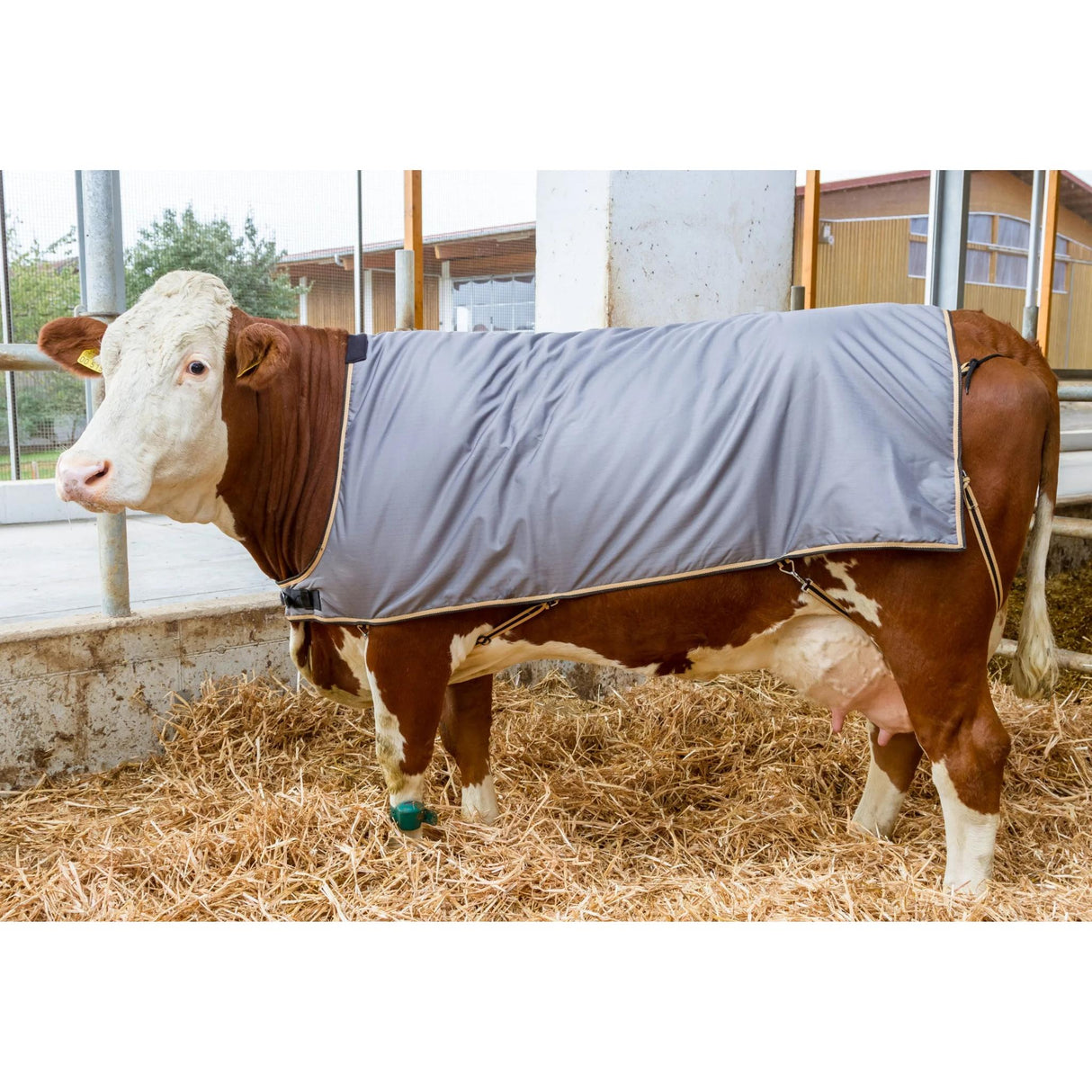 Cow Blanket