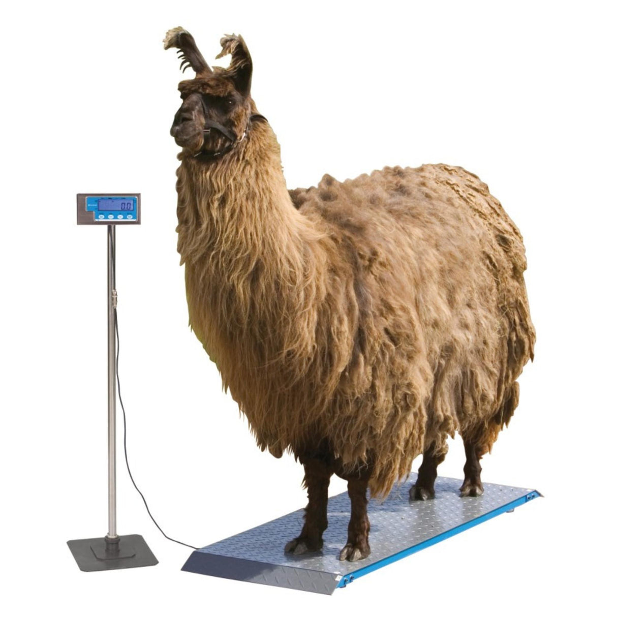 Eläinvaaka PS1000 max. 500 kg