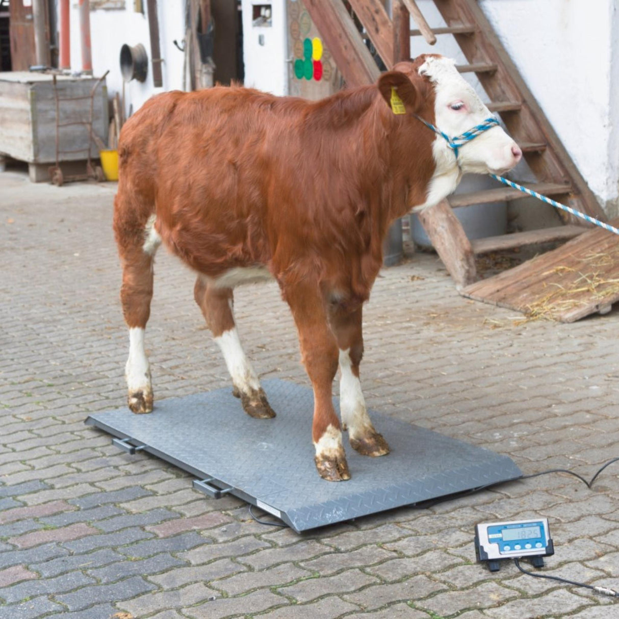 Eläinvaaka PS2000 max. 1000 kg