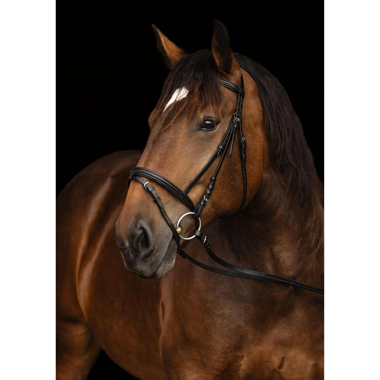 Bridle Coldblood
