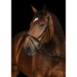 Bridle Coldblood