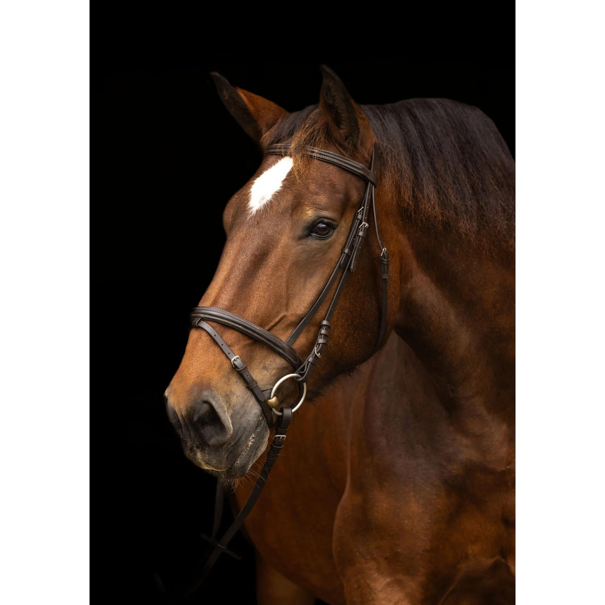 Bridle Coldblood