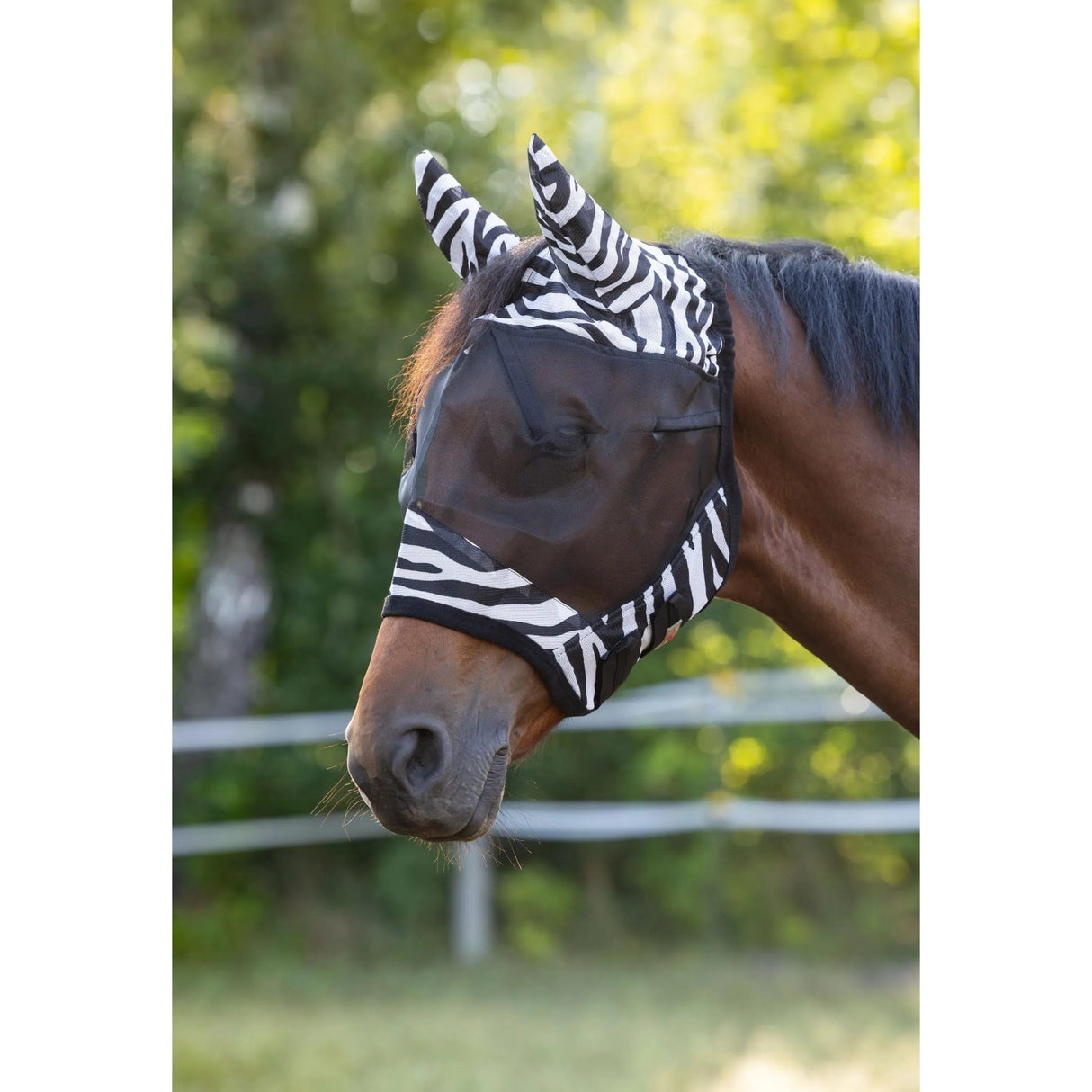 Kärpäshuppu Zebra