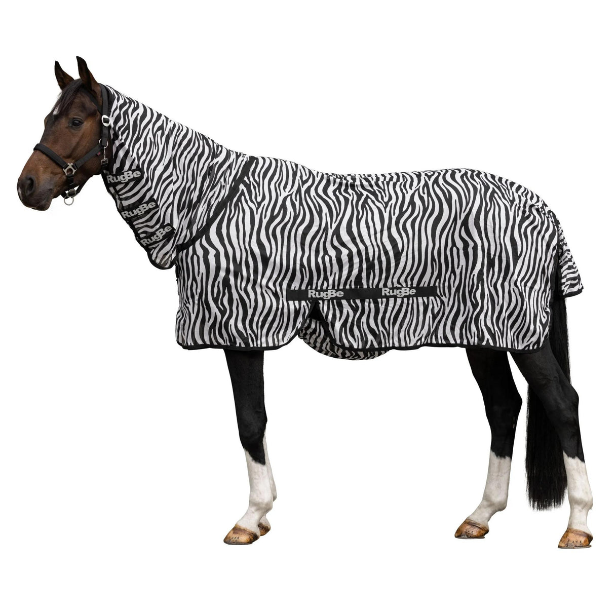 Hyönteisloimi Zebra