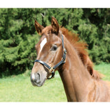 Foal Halter Leather Eco