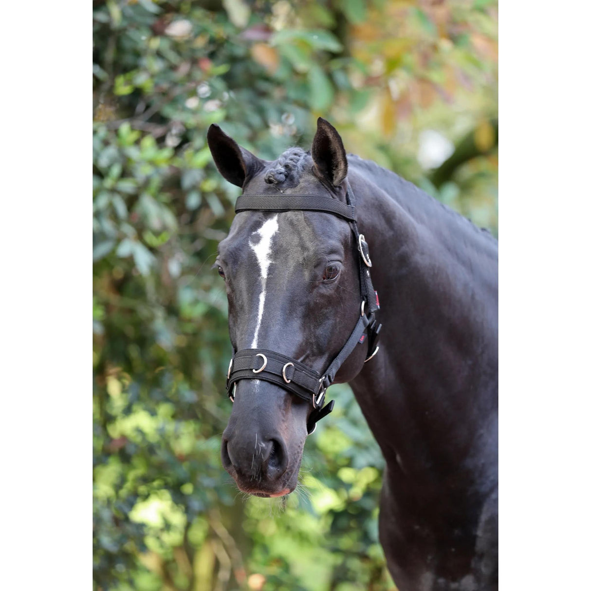 Juoksutuskapsoni Halter