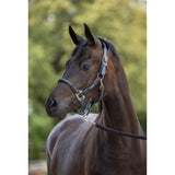 Halter Cordano