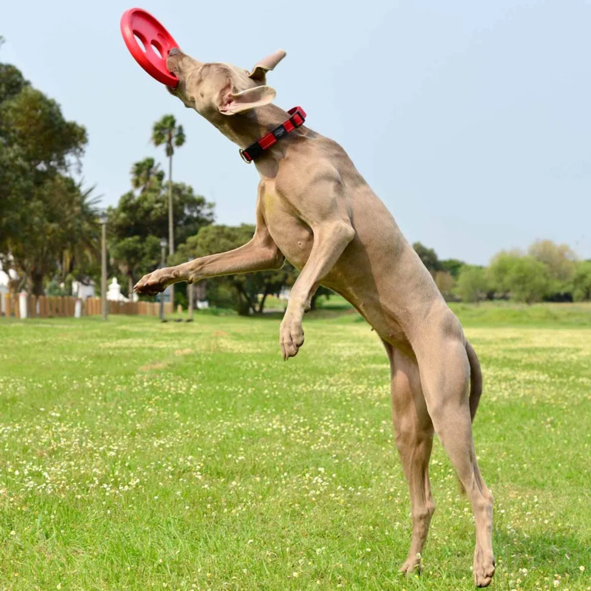 Kelluva Frisbee RFO