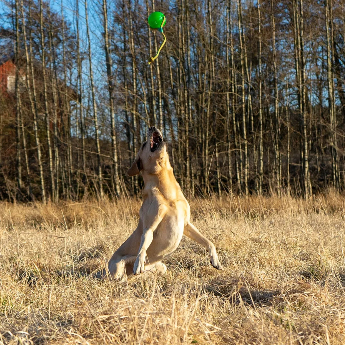 Lelupallo Swing n' Fling Chewball
