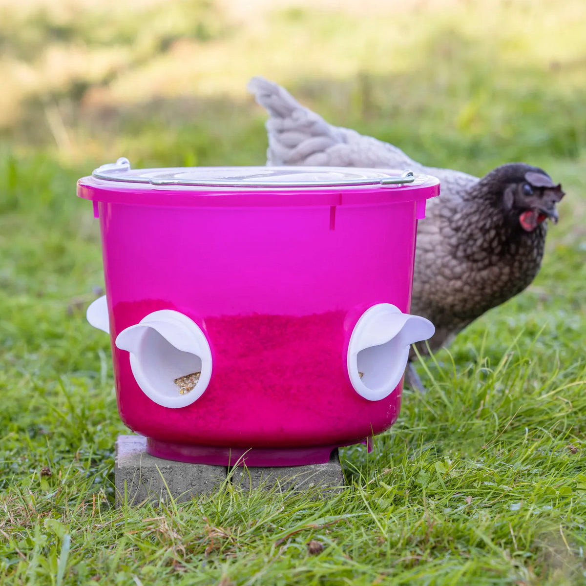 Kanojen Ruokinta-automaatti Bucket 12 L