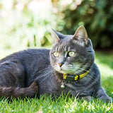 Kissanpanta Alleycat