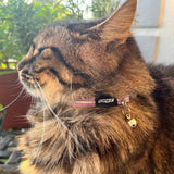 Kissanpanta Alleycat