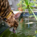 Kissanpanta Alleycat