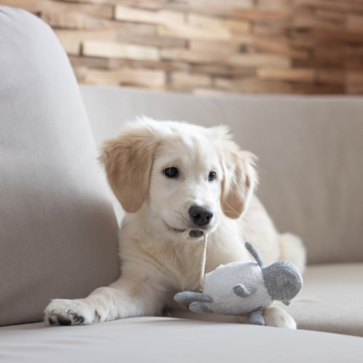 Pehmolelu Puppy Toy