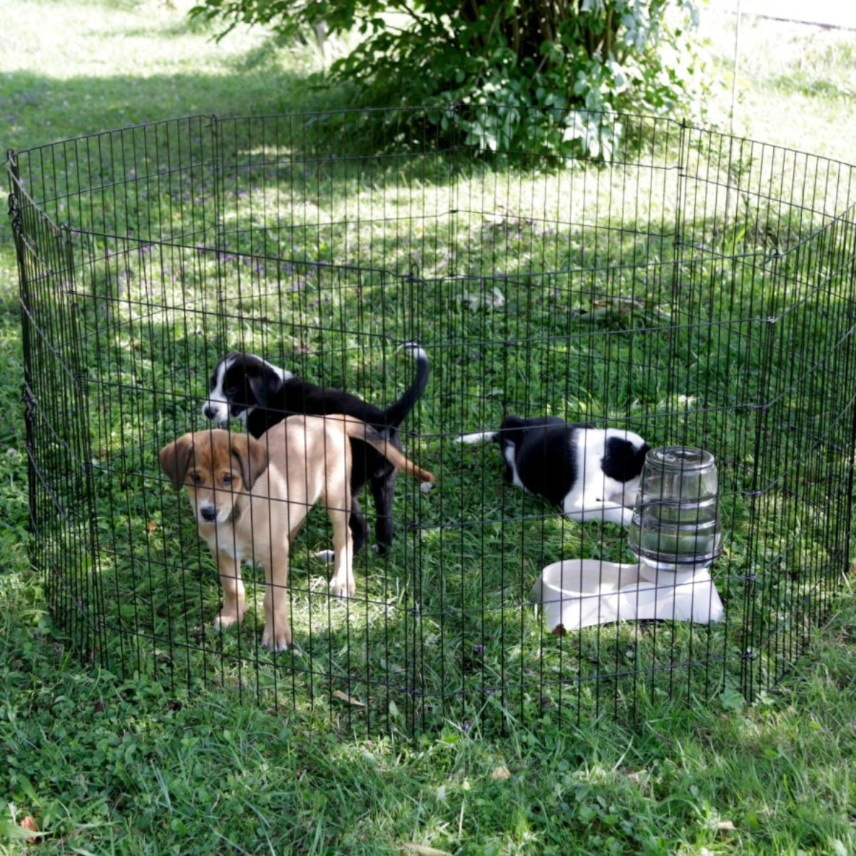 Lemmikkiaitaus Pup
