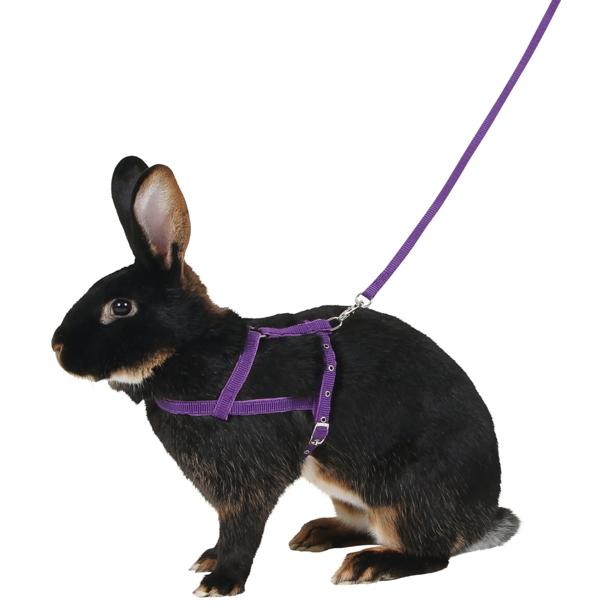 Kanin Valjaat Violet